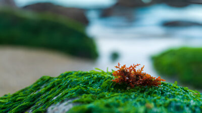 How To Use Sea Moss For Bloating & Constipation Relief?