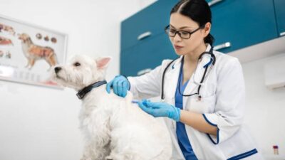 Pet’s Ear Infections Effectively