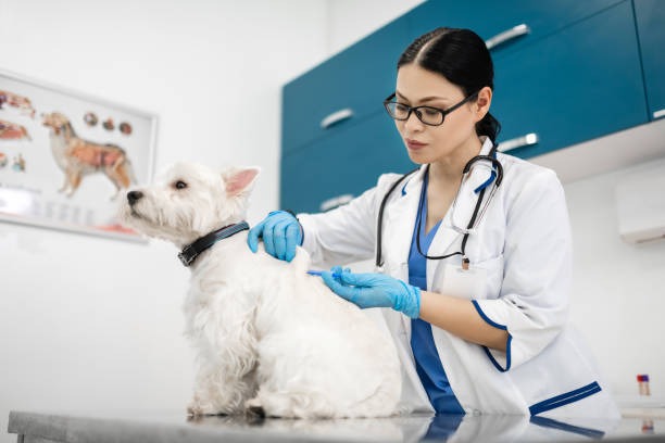Pet’s Ear Infections Effectively