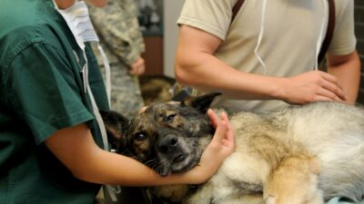 Trusted Veterinarians Nearby
