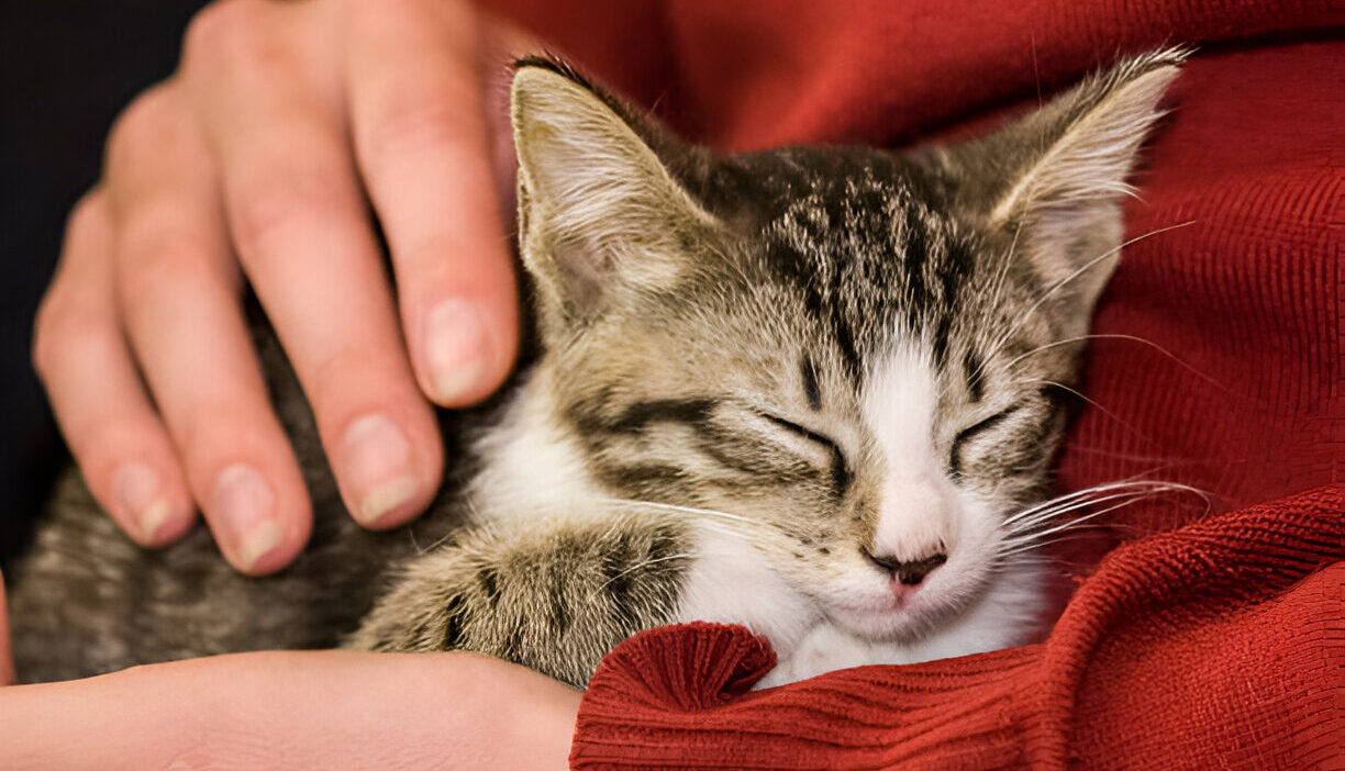 You Want to Adopt a Cat