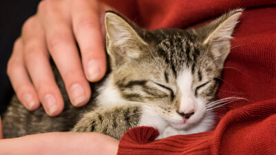 You Want to Adopt a Cat