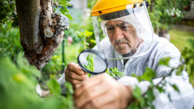 Spring Pest Control Inspection Important Before Pest Season Starts